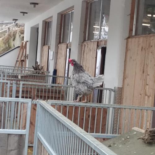 Huhn