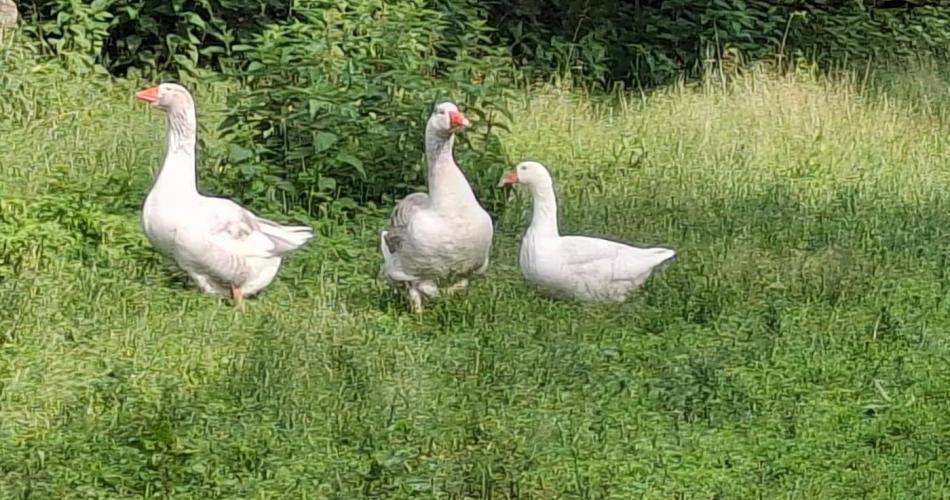 Gänse